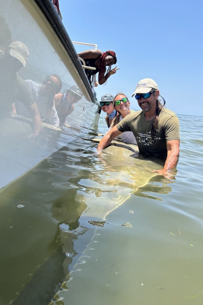 The sawfish was caught during an annual shark class, co-taught by researchers at Florida State University and the University of Florida.