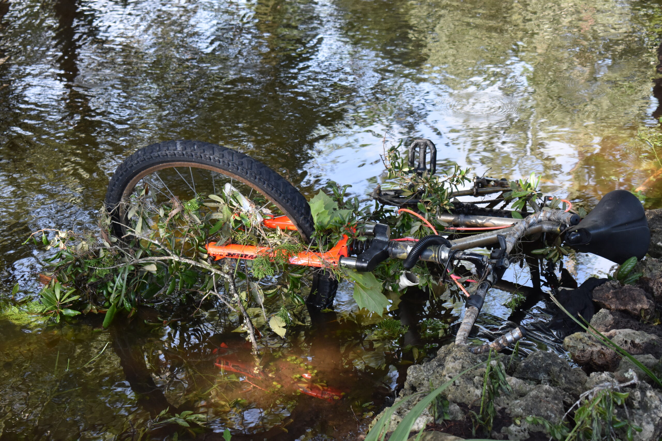 A bicycle displaced by flood waters in Steinhatchee_Cred Glory A bicycle displaced by flood waters in Steinhatchee.