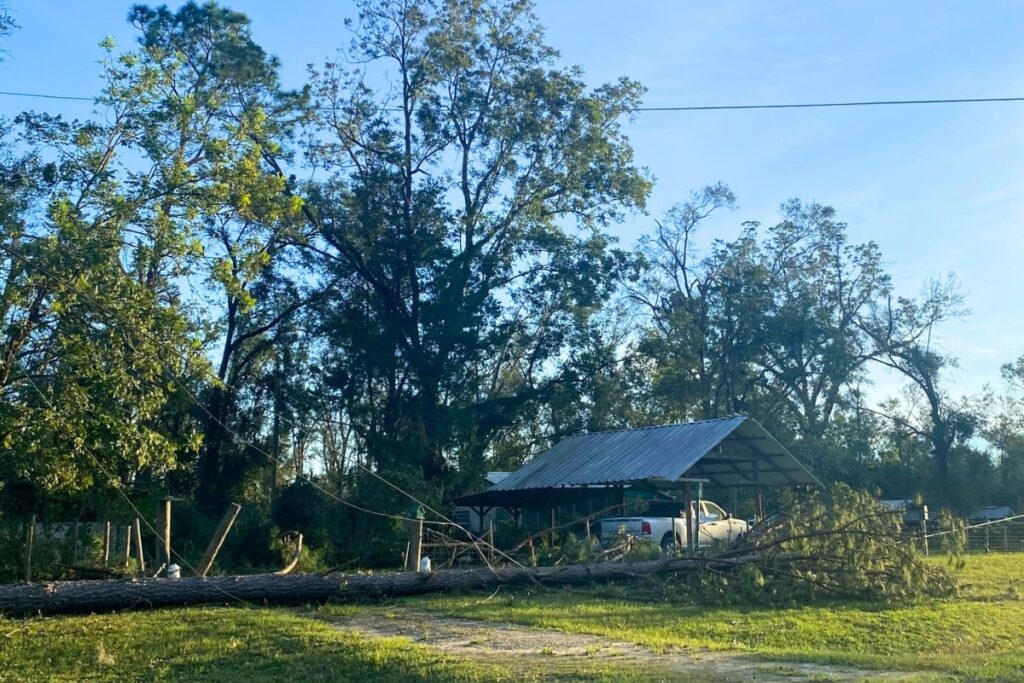 A downed tree that took out power lines in Suwanee County due to Hurricane Idalia on Wednesday.