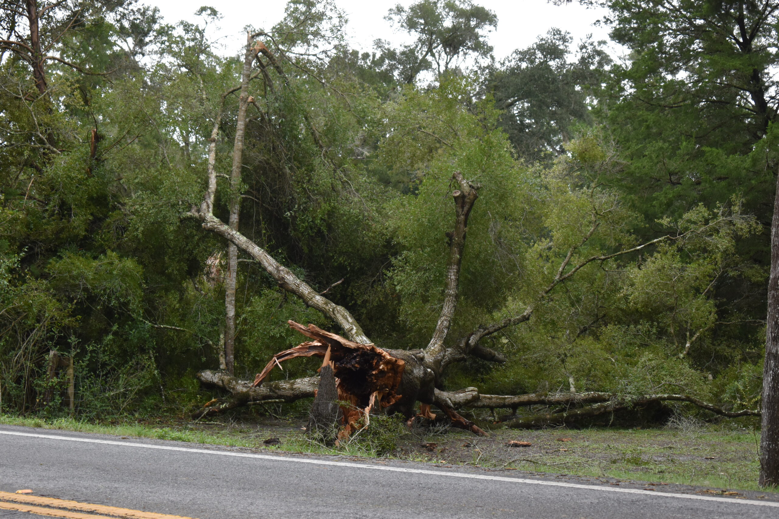 A fallen tree outside Chiefland on Wednesday_Cred Glory