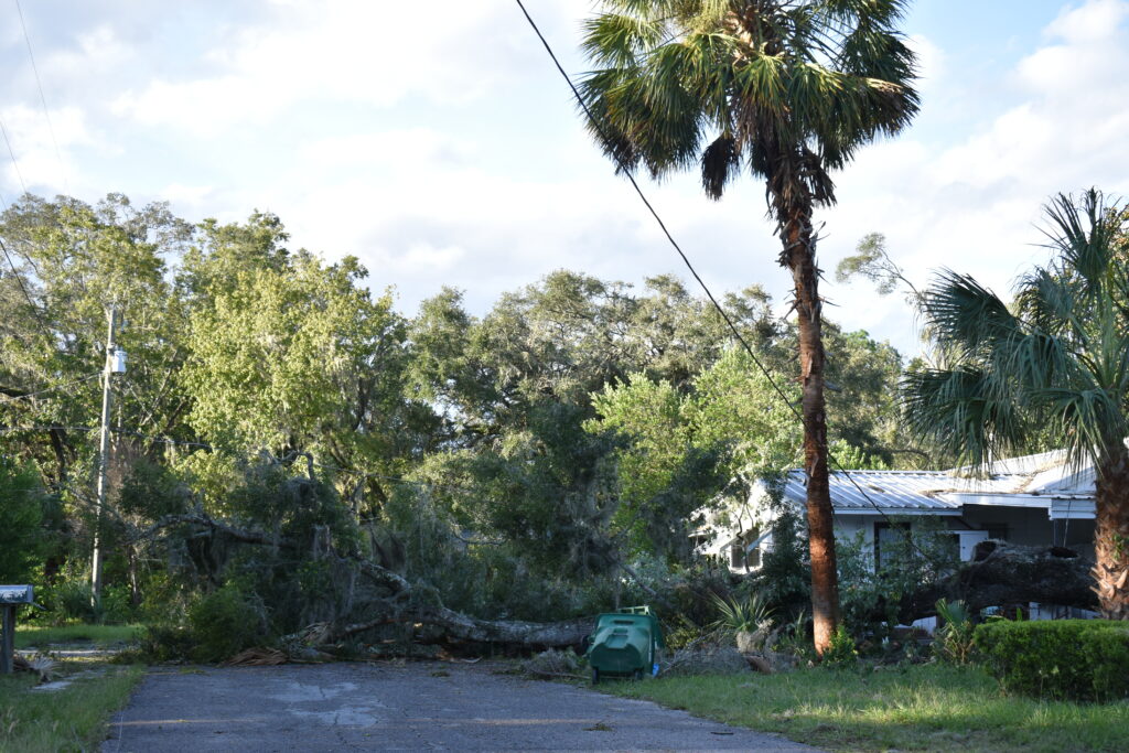 A fallen tree sits on a power line in Cross City.