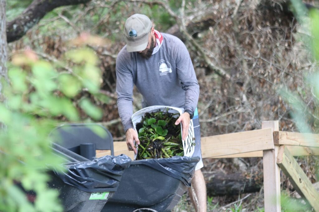 A volunteer helping pull hyacinth, an invasive floating plant, out of the Santa Fe River.