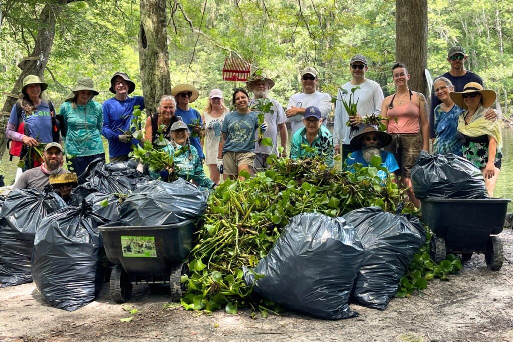 FWC staff and community volunteers recently pulled out 1,447 pounds of hyacinth out of the Santa Fe River.
