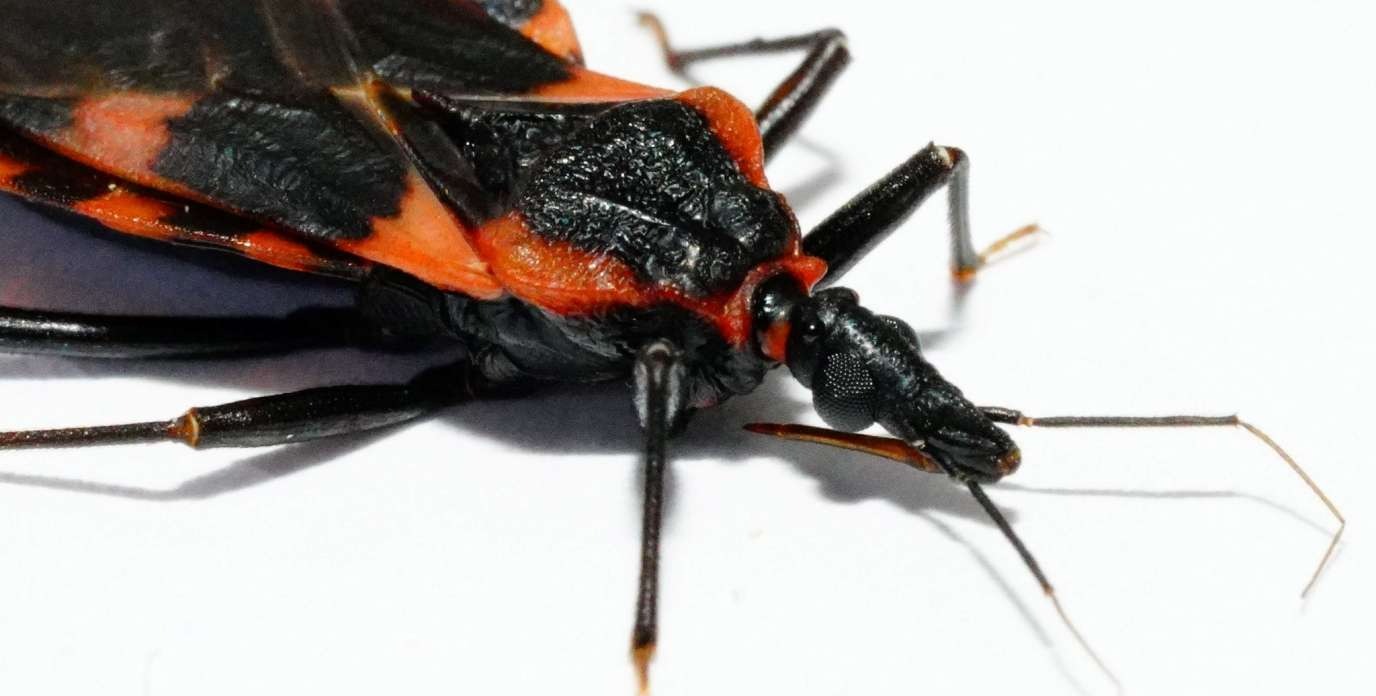 UF researcher races to diagnose Chagas disease