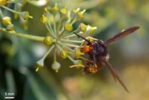 A yellow-legged hornet sits on a plant.
