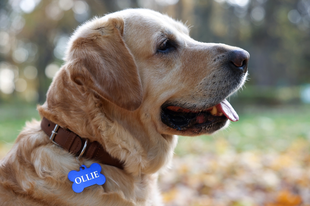 Pet license tag collar