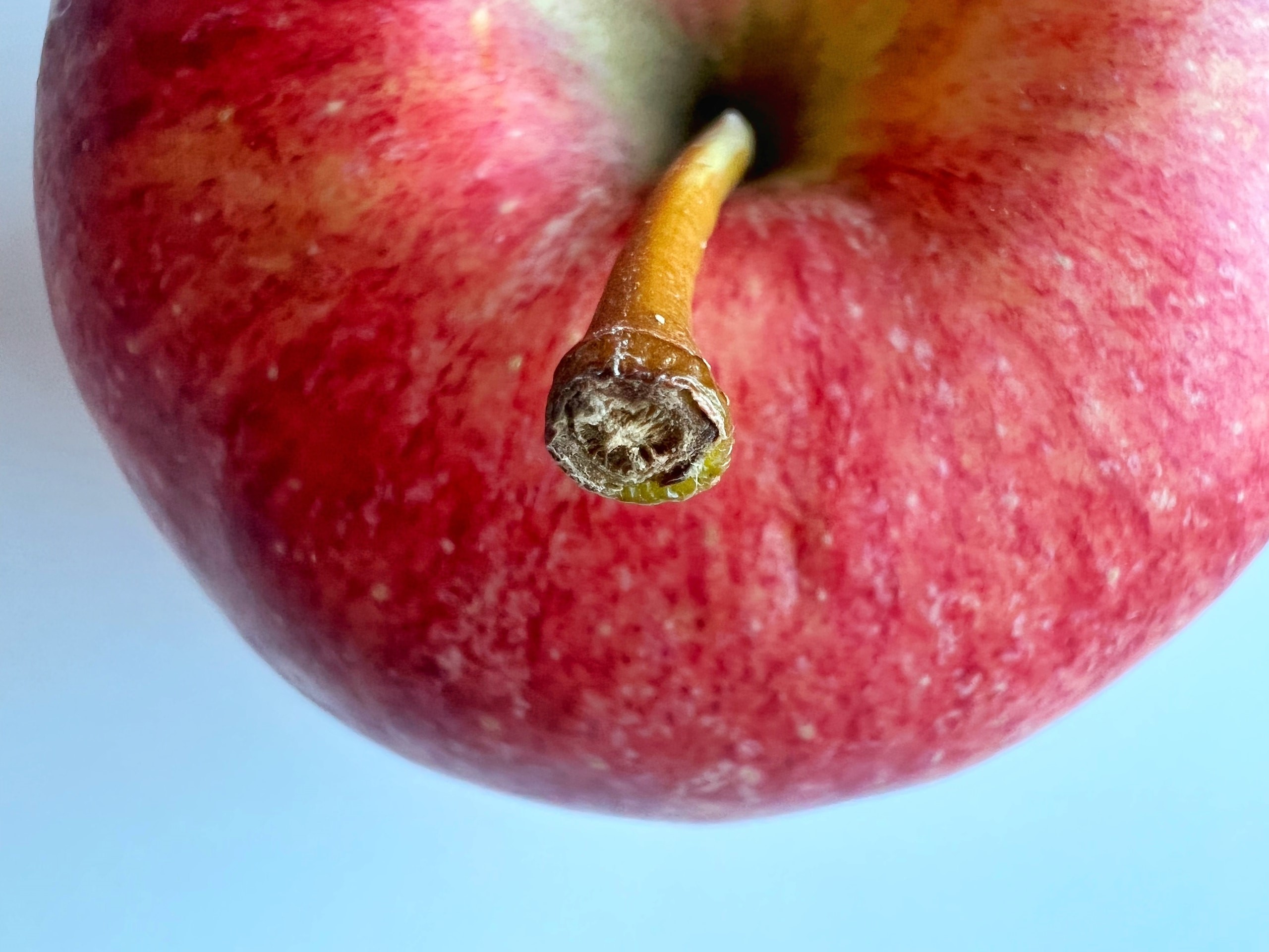 close up of an apple