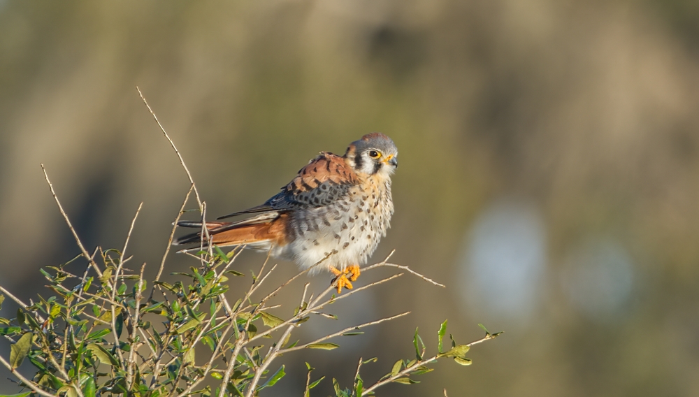 Southeastern American Kestrel sitting on a branch.