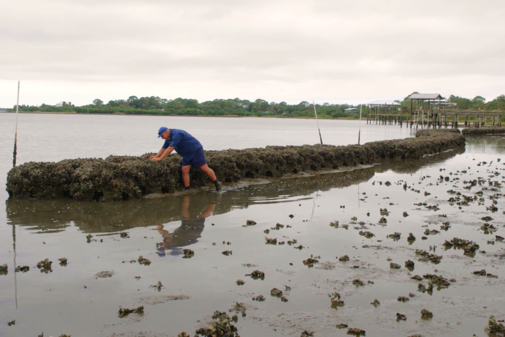 UF/IFAS personnel tending to the living shoreline in Cedar Key.