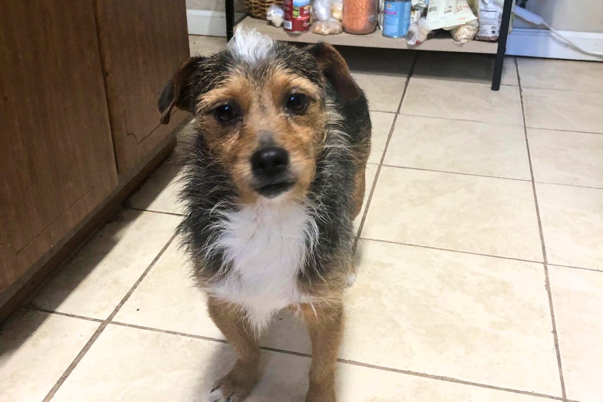 Local animal lovers catch Celebration Pointe dog after 4 years lost