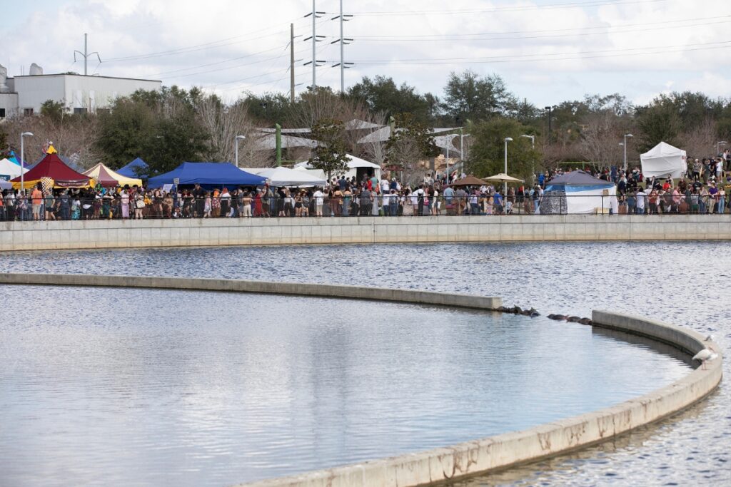Turtles bask in the sun, seemingly oblivious to the commotion around them.