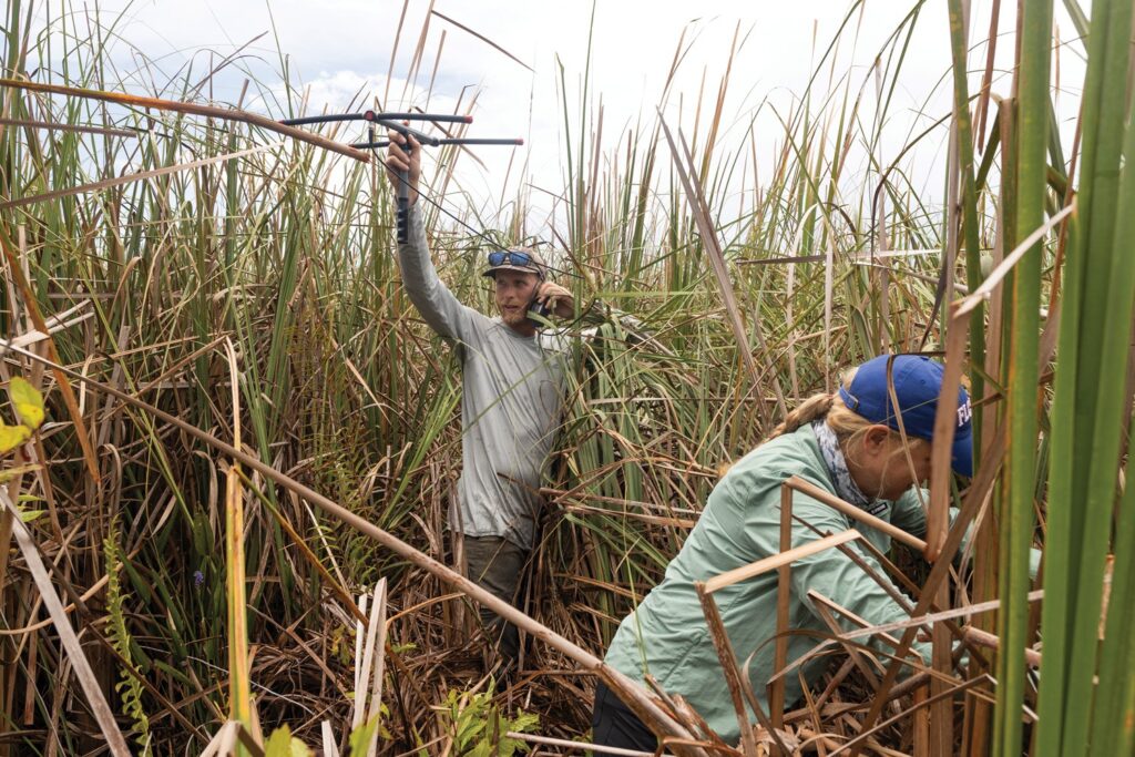 UF's Brandon Welty, left, and Melissa Miller, right, hunt for a scout snake in the South Florida sawgrass.