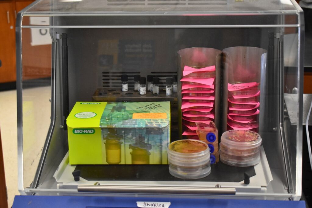 Shakira the incubator.