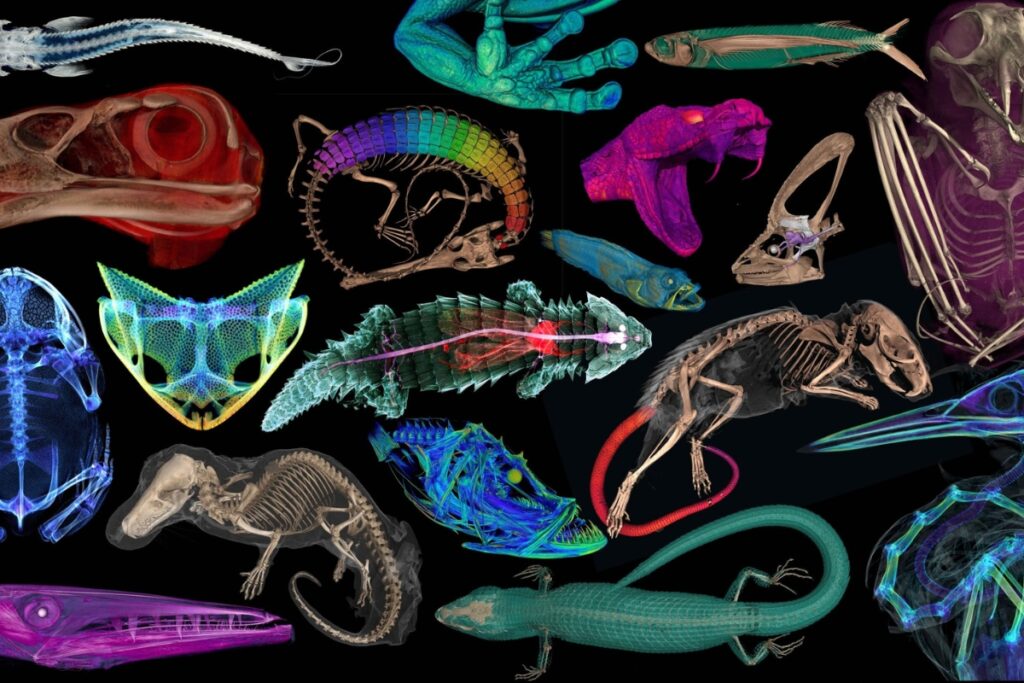 Scientists have CT scanned thousands of natural history specimens and made them available online for free.