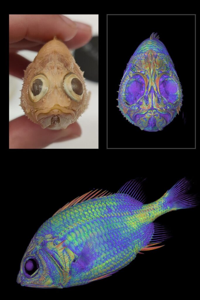 The primarily goal behind the oVert project was to image as great a breadth of diversity across the vertebrate tree of life as possible, including fish, reptiles, amphibians, birds and mammals.