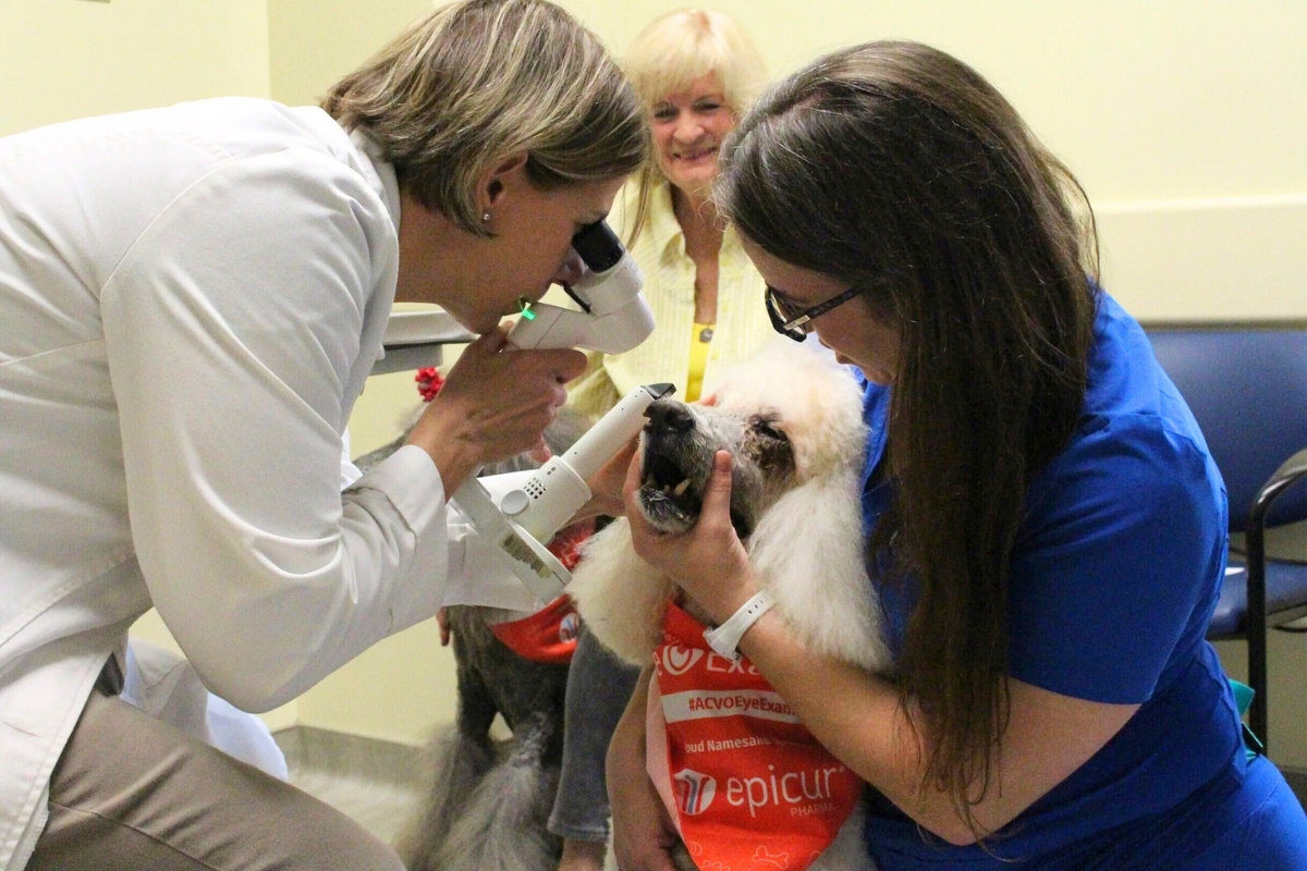 UF Small Animal Hospital to hold free service animal eye, heart screenings