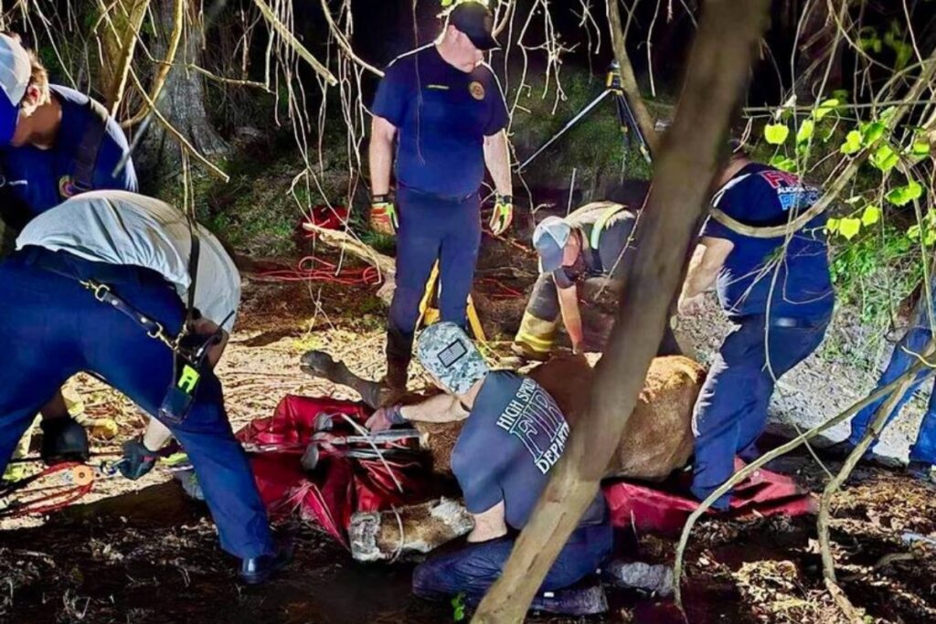 High Springs Fire Department and Alachua County Fire Rescue units responded to a cow trapped in a sinkhole off County Road 236 on Tuesday evening.
