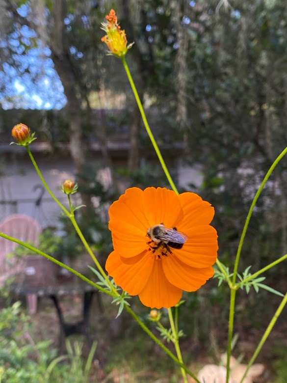 A bee lands on a flower in search of food. 
