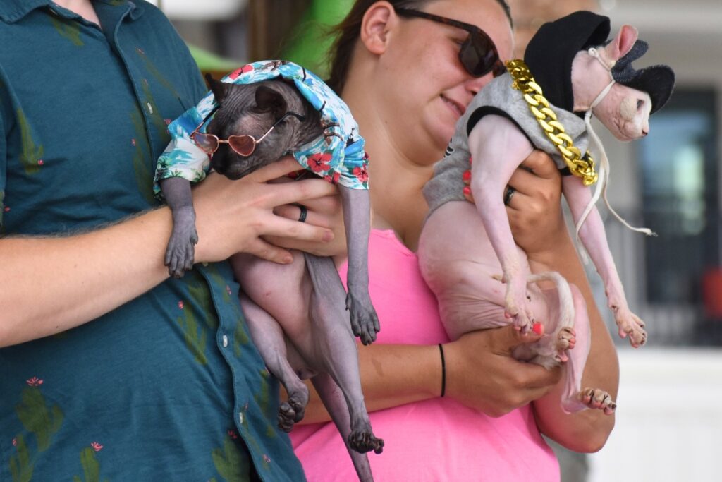 Vlad and Razzle Dazzle won the award for best hair in the pet pageant.