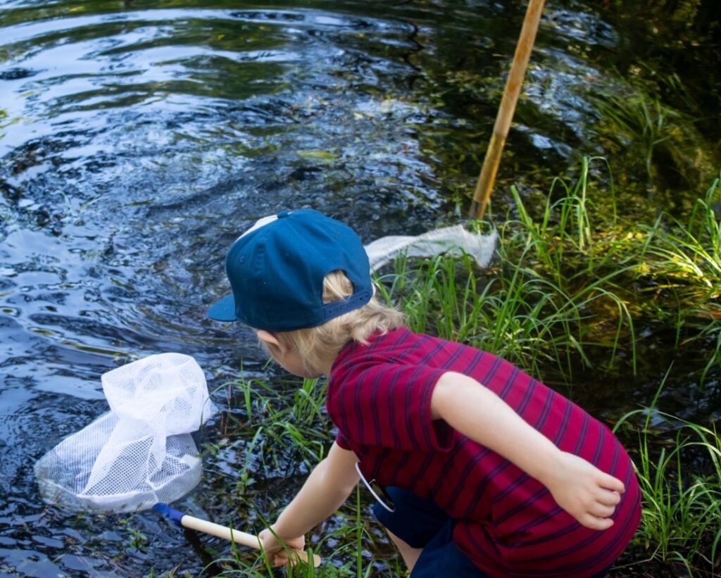 A young boy uses a net to catch amphibians at a previous Family Discovery Camp.