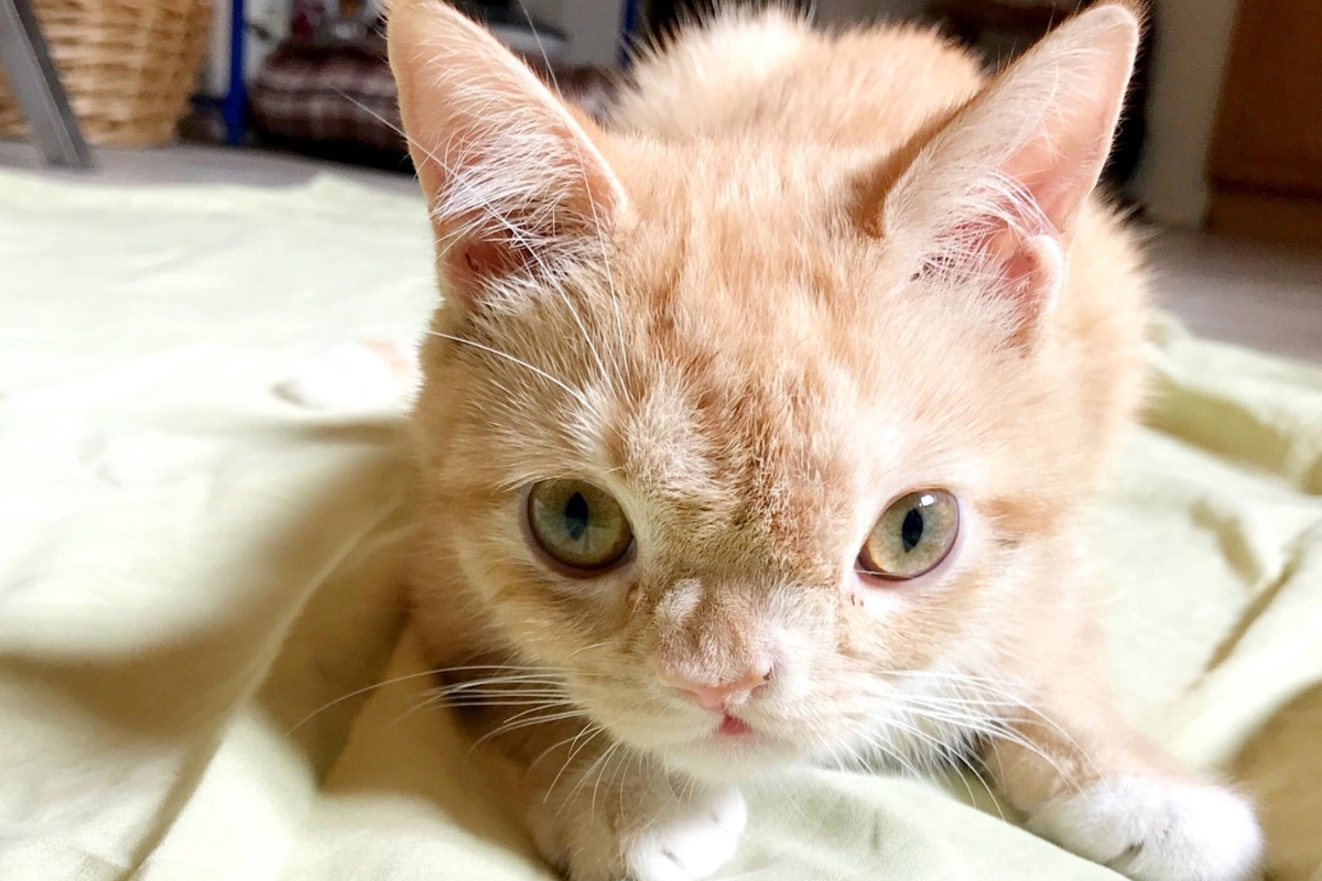 Alachua County Animal Resources pauses cat intake