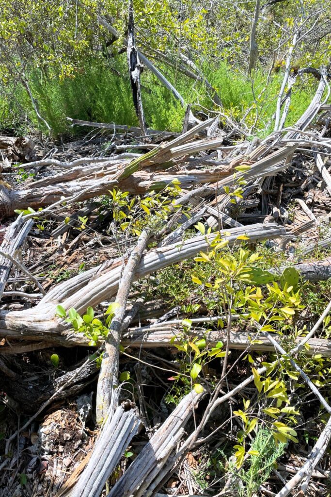 By 2021, the cactus was in dire straits, with only six stems left alive.