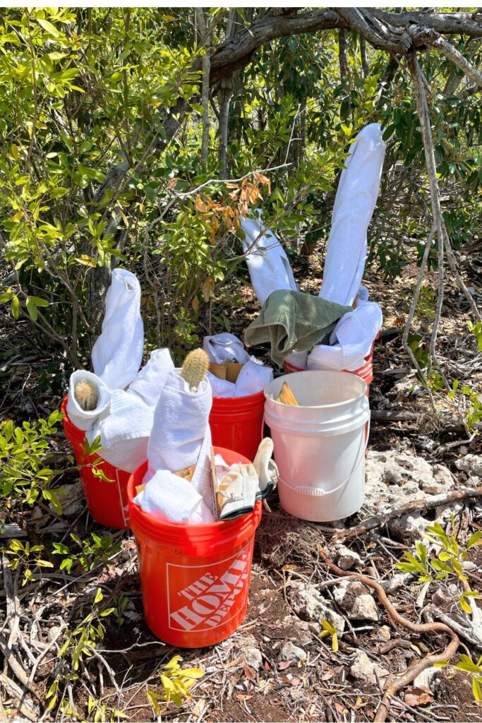 Cuttings were carefully wrapped in towels for the safety of both the cacti and those handling them.
