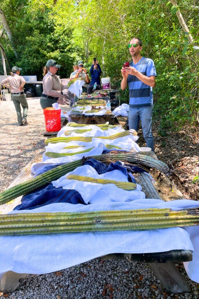 Staff processed the cacti they'd salvaged and divvied up the material so that it could be grown in greenhouses.