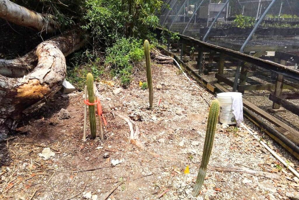 The largest stems could be directly planted in the ground.