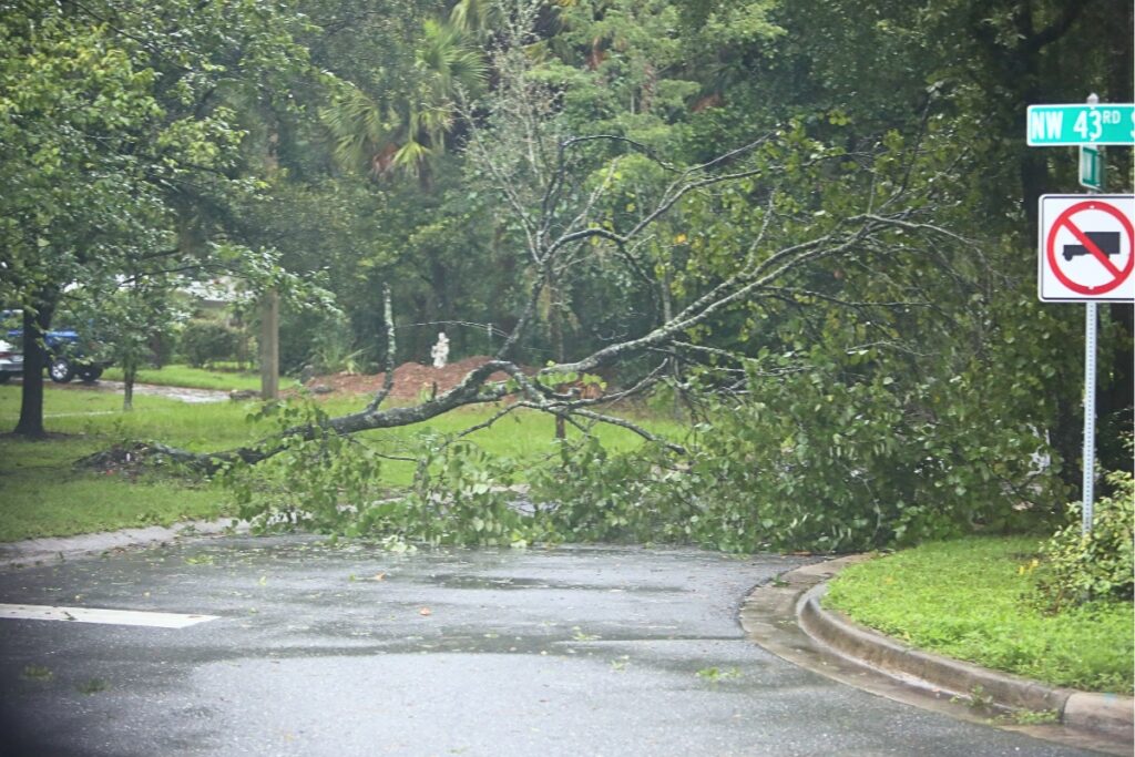 A downed tree going into a subdivision on NW 18th Place off NW 43rd Street in Gainesville on Monday morning.