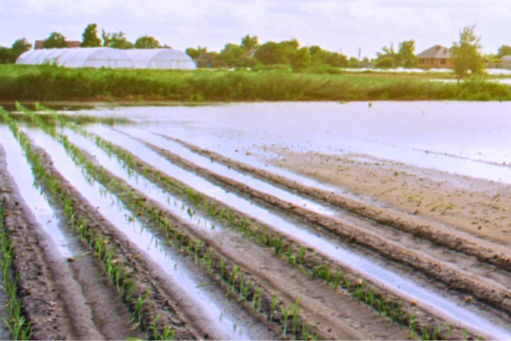 The UF/IFAS Economic Impact Analysis Program is conducting a survey to assess losses and damages associated with Hurricane Debby.