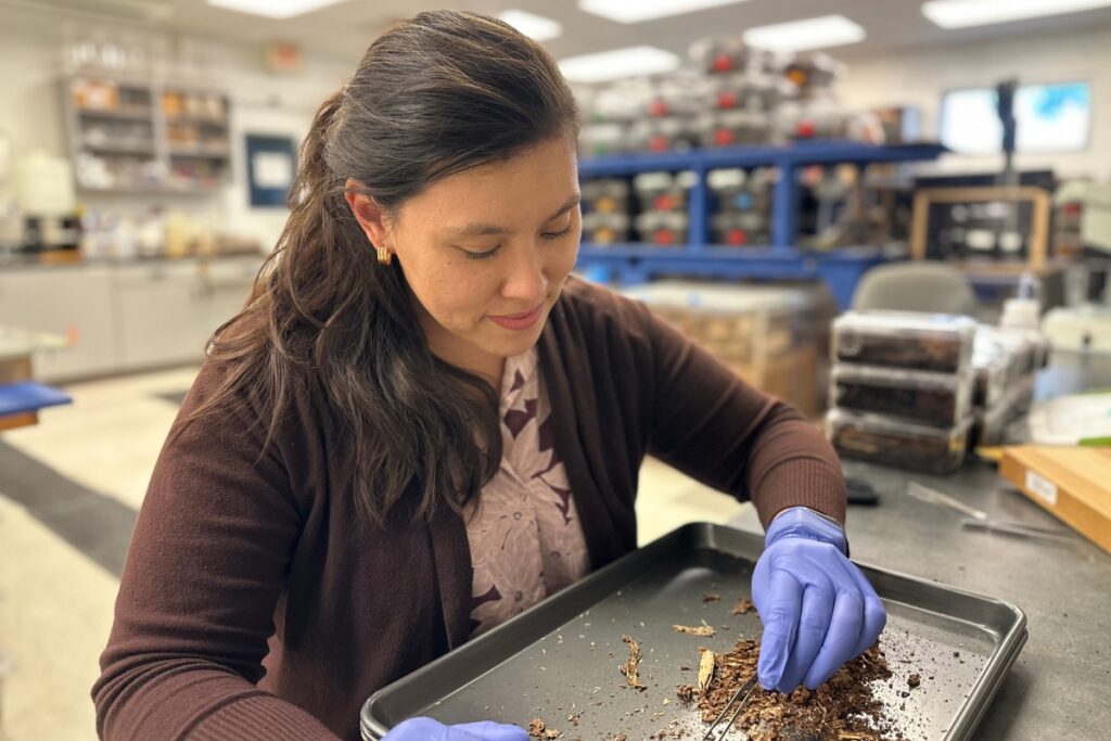 Johnalyn Gordon sifts through samples at the Fort Lauderdale Research and Education Center termite lab.