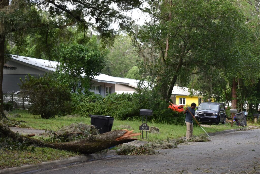 A tree blown over by Hurricane Helene on NW 33rd Avenue in Gainesville on Friday.