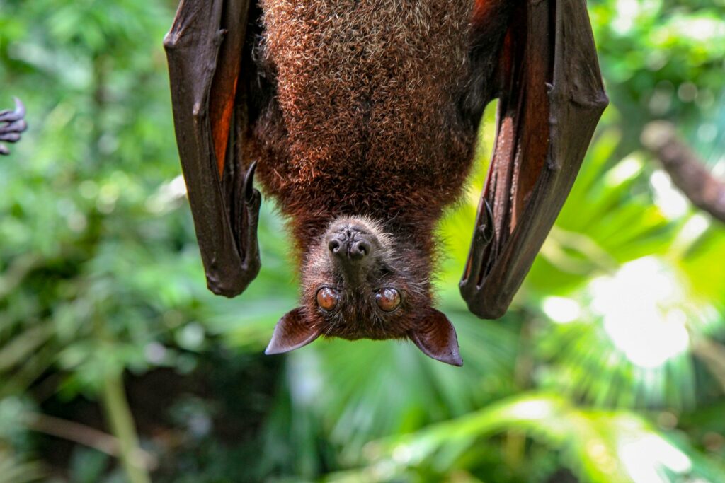 bat hangs upside down with green shrubbery behind.