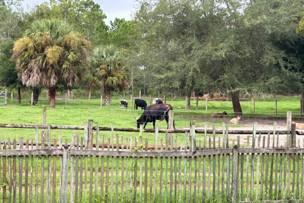 Cracker cattle graze in the field at the Florida Agricultural Museum at Palm Coast.  Photo by Ronnie Lovler