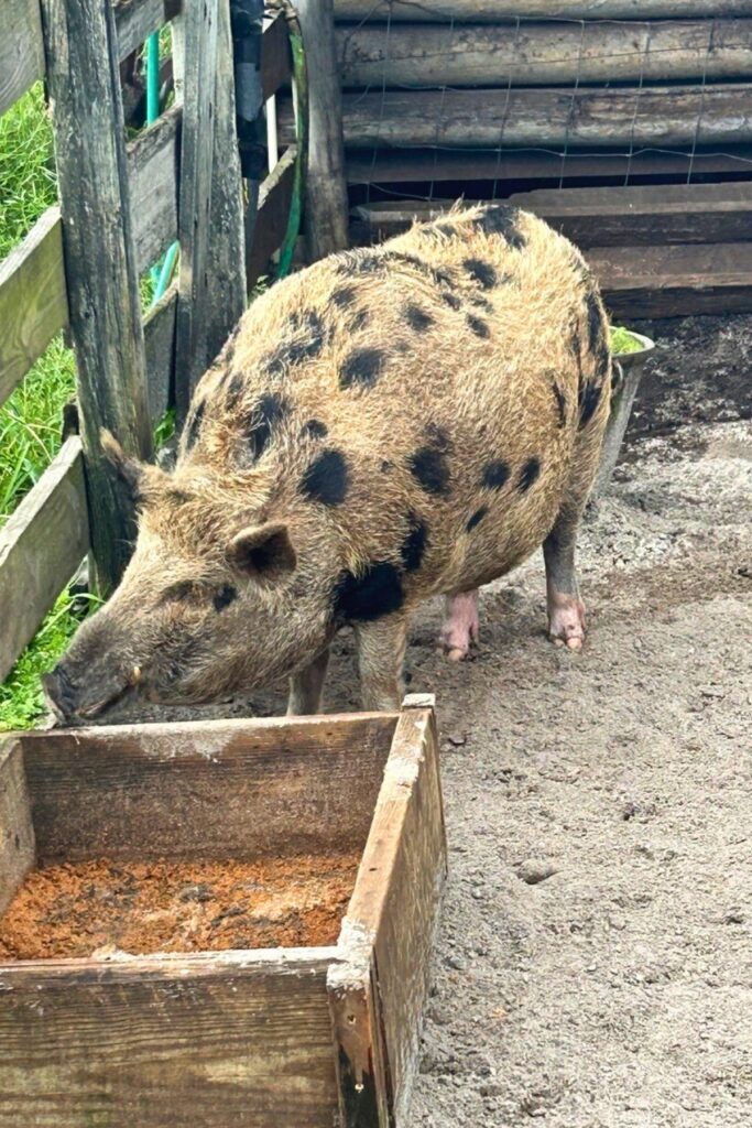 Florida piney-woods rooter hogs or wild boars are on the premises, including this one the staff fondly calls Kevin Bacon. Photo by Ronnie Lovler