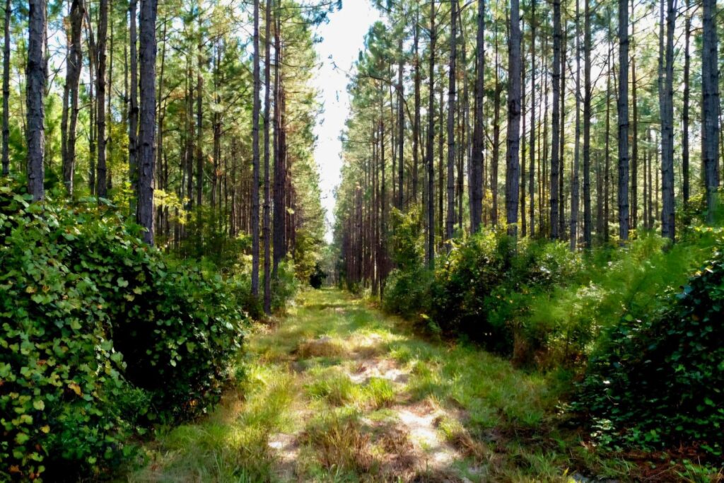The Alachua Conservation Trust recently facilitated the purchase of a 200-acre family property in Union County near Raiford that will protect lands in the Upper New River corridor.
