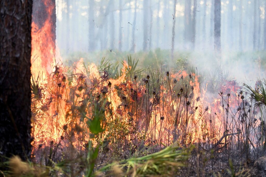 A prescribed burn demonstration at the 2019 Flatwoods Fire and Nature Festival.