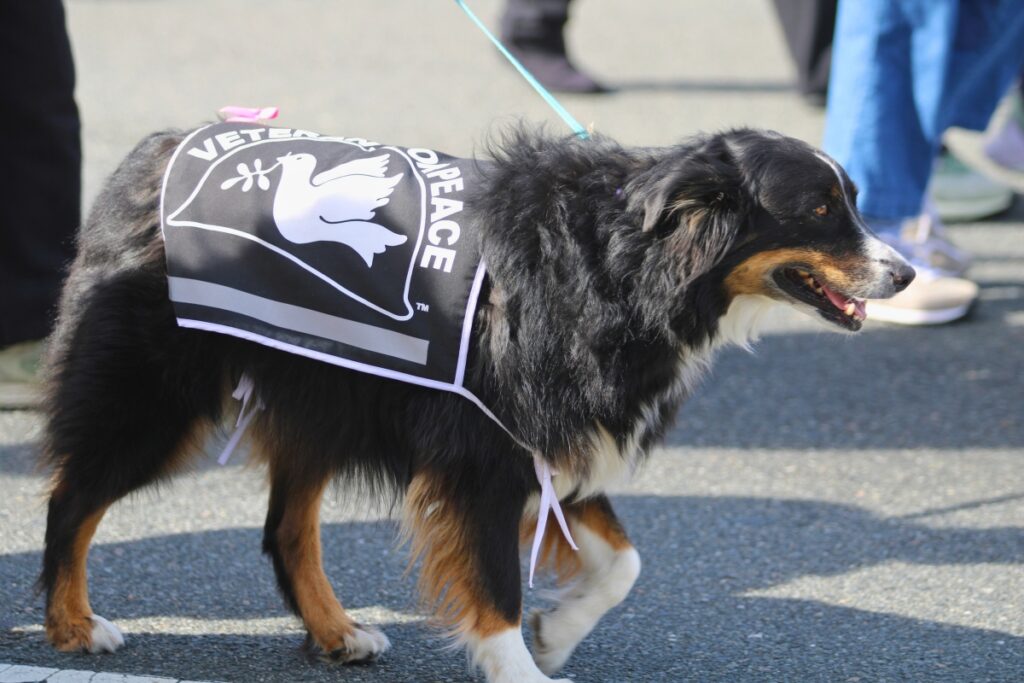 An MLK Day Parade participant's dog represents Veterans for Peace. Photo by Lillian Hamman