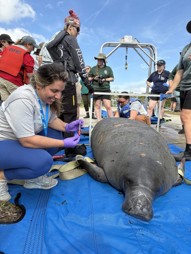 Dr. Maite De Maria holds a blood sample collected during manatee health assessments conducted in December 2024.