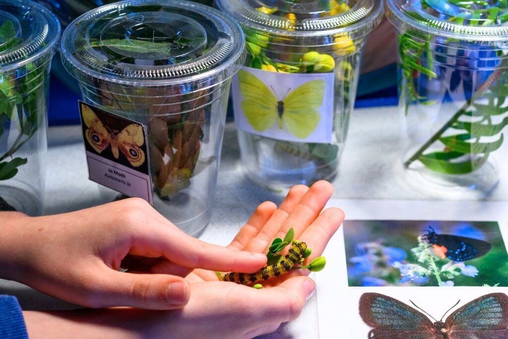 A Florida Museum guest pets a caterpillar. Photo by Jeff Gage-Florida Museum