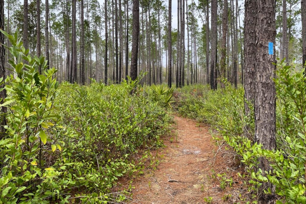 A trail at Mill Creek Nature Preserve. Photo by Seth Johnson