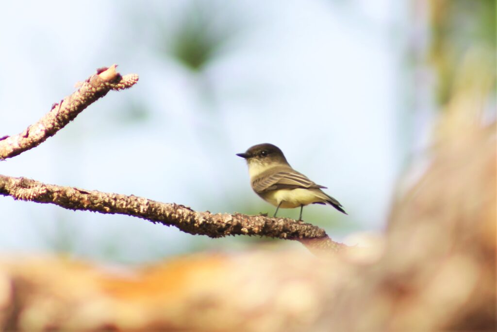 An eastern phoebe sits on a pine tree at Watermelon Pond Preserve. Photo by Seth Johnson 1