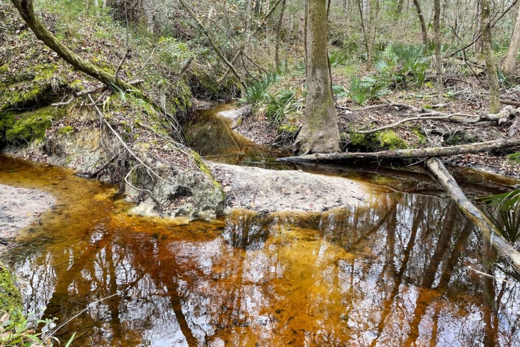 Blues Creek Ravine Preserve has multiple tributaries flowing into Blues Creek. Photo by Seth Johnson 1 (1)