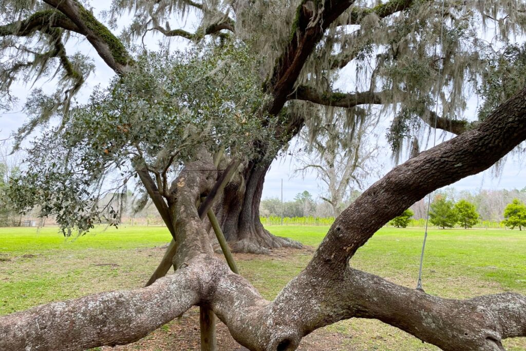 Supports help keep giant limbs of the Cellon Oak off the ground. Photo by Seth Johnson