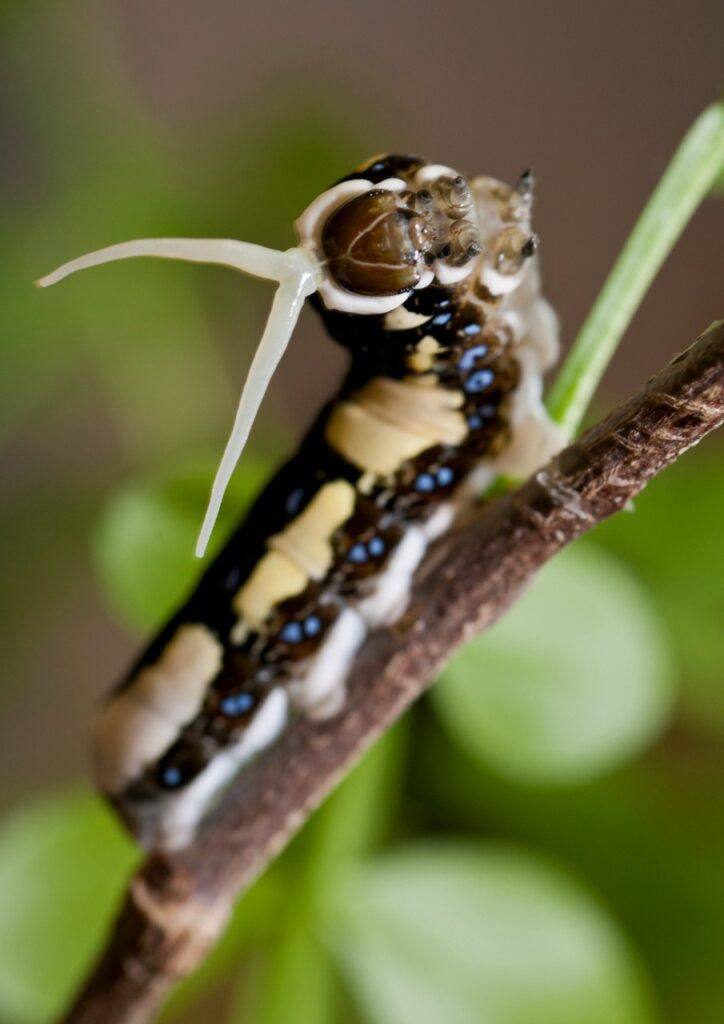 Schaus’ swallowtail caterpillars prefer the fresh new leaf growth of their host plants over older leaves that are harder to consume.
