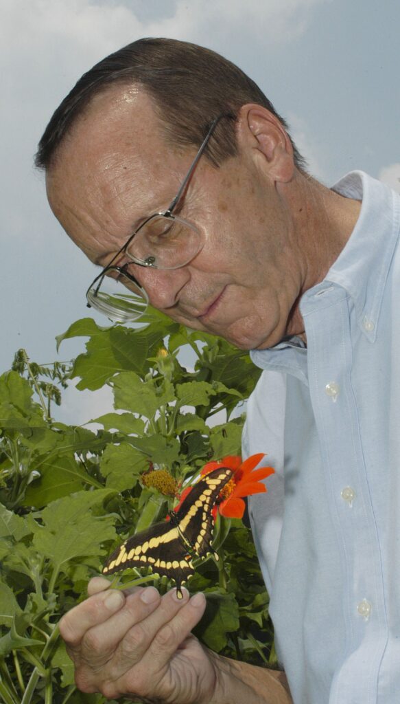 Thomas Emmel, a world-renowned Lepidoptera expert who died in 2018, inspects a Giant swallowtail (Papilio cresphontes). 