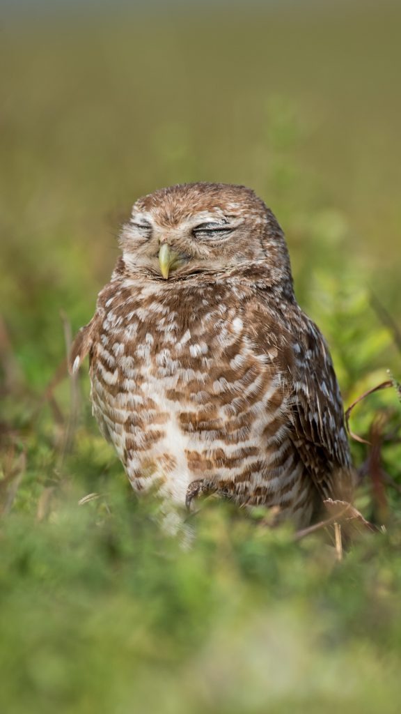 A burrowing owl photographed at Markham Park in Broward County.
