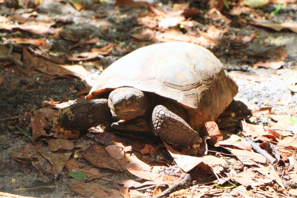 A gopher tortoise named Seal at the Santa Fe Teaching Zoo. Photo by Lillian Hamman