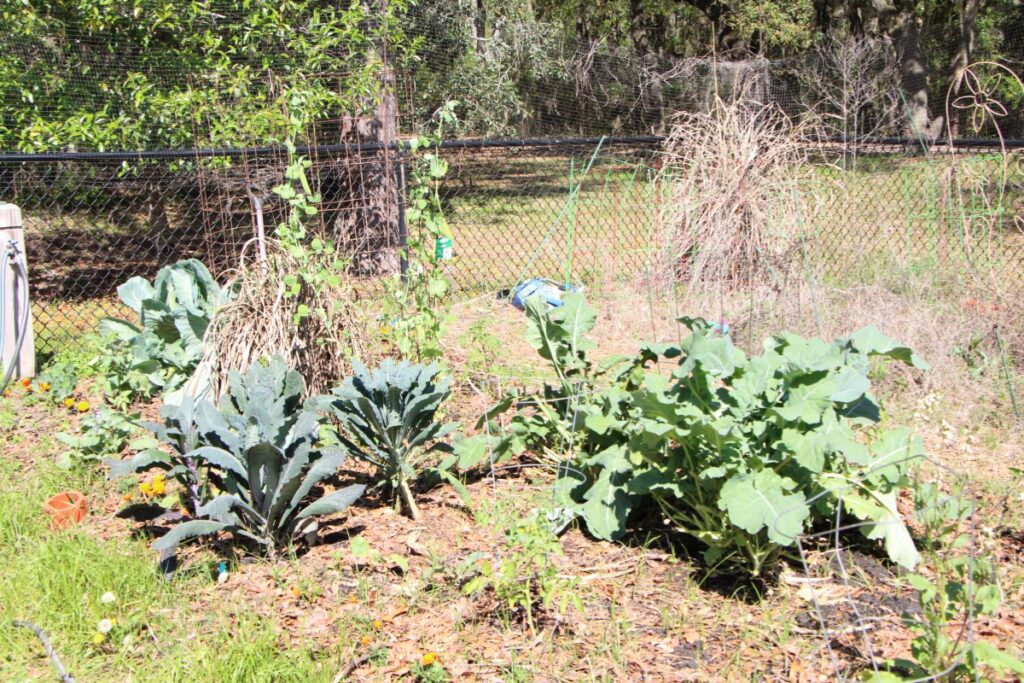 A variety of plants grow in Green Acres Park community garden. Photo by Lillian Hamman
